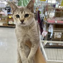 溢れ出る元気!!　シンガプーラの男のコ 2022.2/18撮影