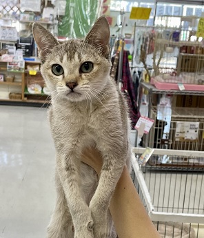 溢れ出る元気!!　シンガプーラの男のコ 2022.2/18撮影