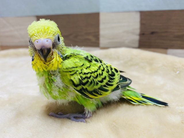 テクテク歩いて寄ってきます♪セキセイインコオパーリン！