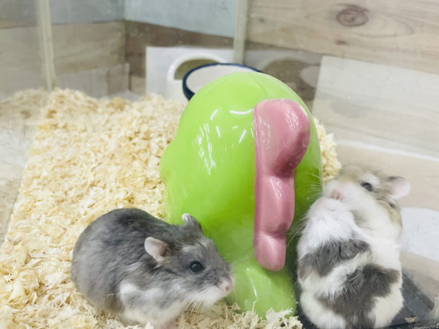 可愛いチビ天使たちがきたぞ♥️ロボロフスキーハムスターちゃん！