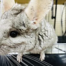 アクティブガール！チンチラ(シナモン)❤️