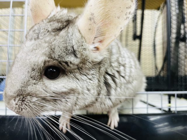 アクティブガール！チンチラ(シナモン)❤️