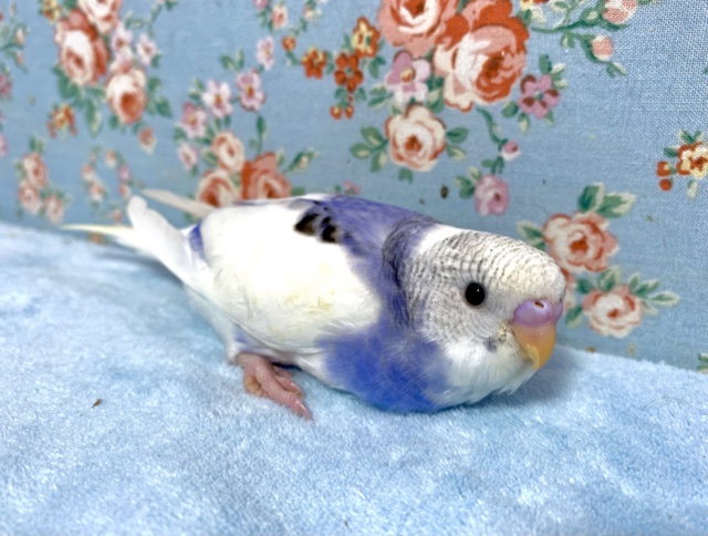セキセイインコ バイオレットパイド 1/10