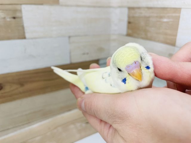 超ホヤホヤ最新画像♪アイラブかきかき♥食には全力でっす！セキセイインコヒナ(パステルレインボーパイド)