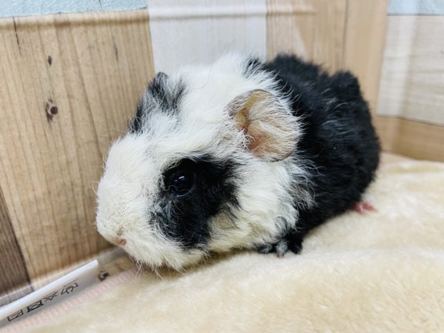 ぬいぐるみのような可愛さ☆モルモットの二色カラー！