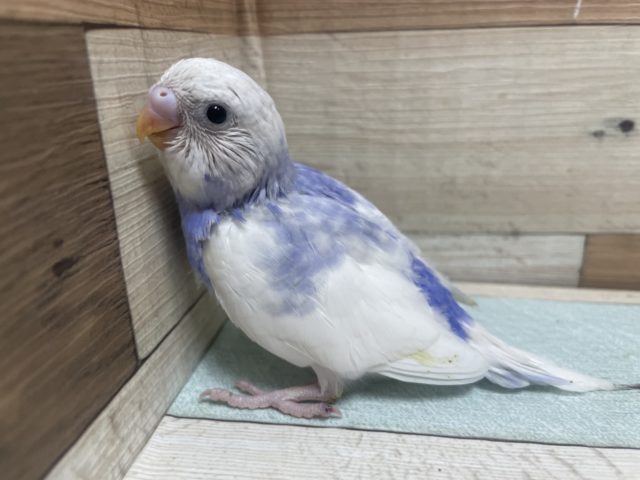 爽やか〜なブルーが素敵！ セキセイインコ バイオレットパイド
