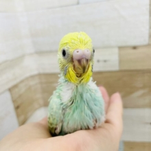 少しハスキー声？セキセイインコヒナ(パステルレインボー)
