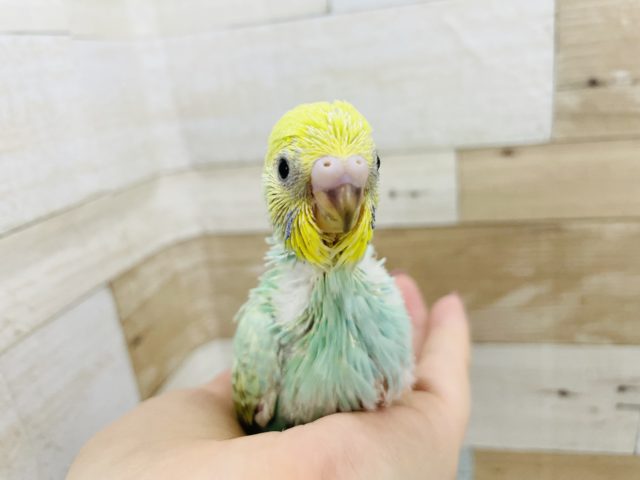 少しハスキー声？セキセイインコヒナ(パステルレインボー)