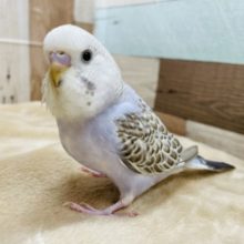 最新画像有り☆これからの成長が楽しみ♪とっても元気なジャンボセキセイインコいますよ！！