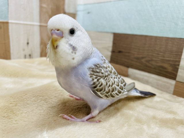 最新画像有り☆これからの成長が楽しみ♪とっても元気なジャンボセキセイインコいますよ！！