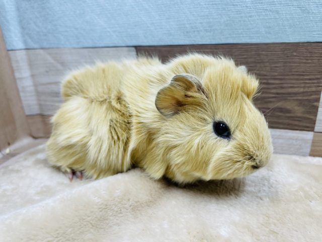 たてがみのようなくせっ毛☆アビシニアンモルモットのクリームカラー！