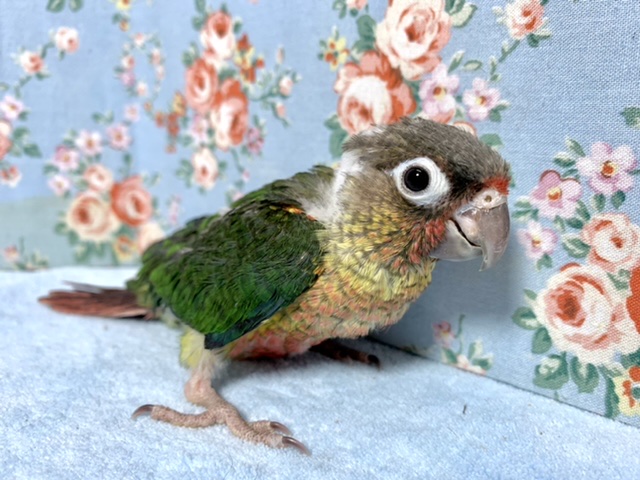 ウロコインコ  ワキコガネ  1/23