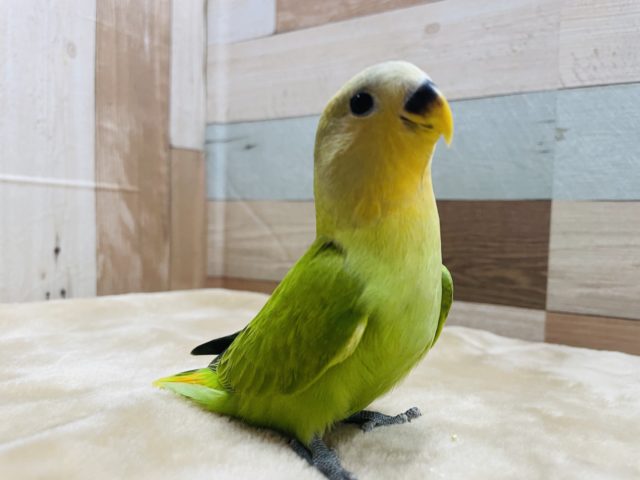 最新画像有り☆お顔がオレンジになるんですっ☆コザクラインコのオレンジフェイスオパーリンカラー！