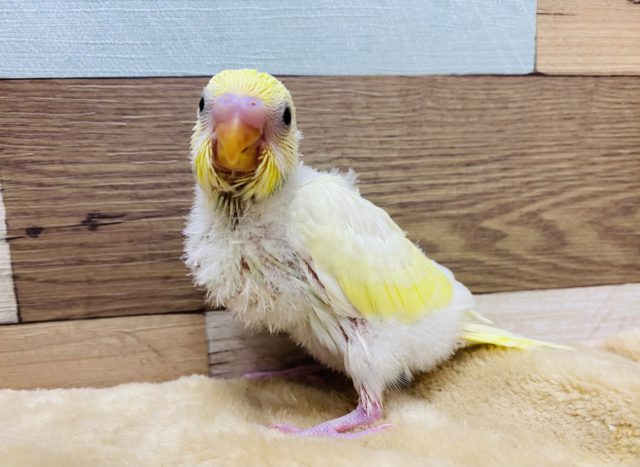 淡いカラーがステキです♡ふんわりとした雰囲気のセキセイインコクリーム♪