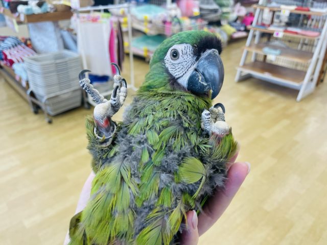 ちょっとマジで胸キュン止まりません♥️ヒメコンゴウインコ