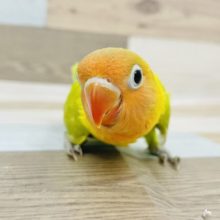 超ホヤホヤ最新画像♪控えめな性格★ヤマブキボタンインコヒナ！