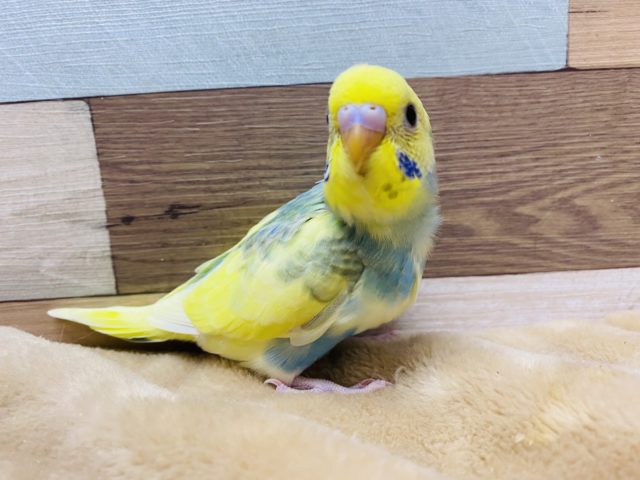 ブルーのチークパッチがポイント♡人気のパステルレインボーパイドやって来ました！