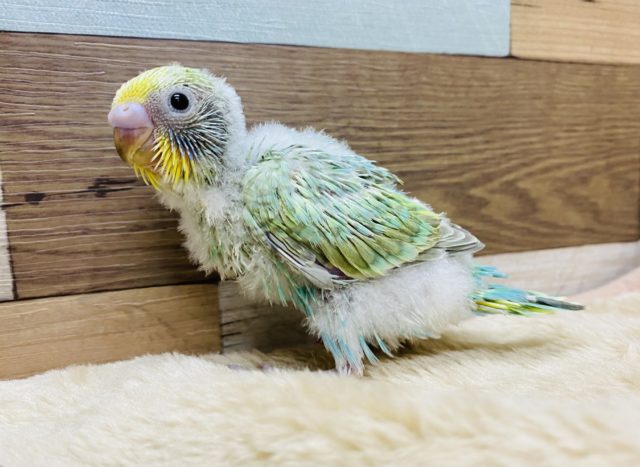 エメラルドグリーンが目を惹きます♡パステルカラーレインボーのセキセイインコやって来ました！