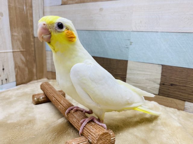赤いほっぺが特徴のオカメインコルチノー♪