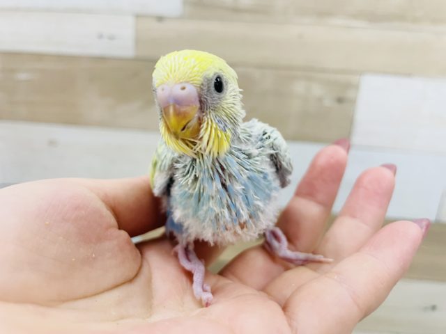 綺麗だよ✨セキセイインコヒナ(パステルレインボースパングル)