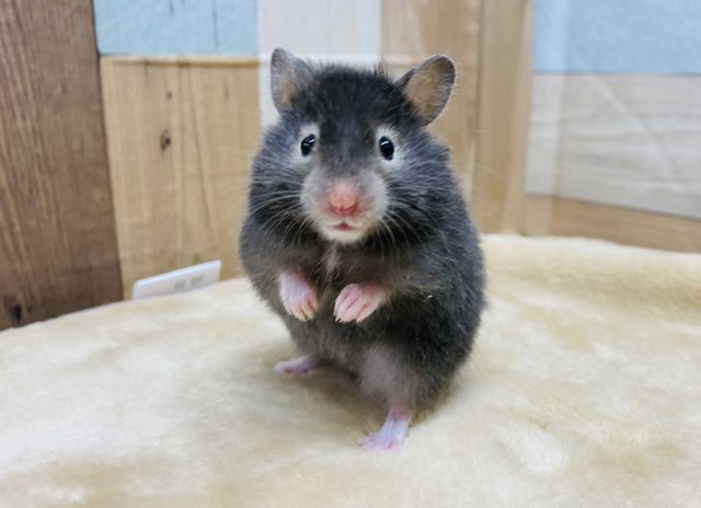 ふわふわなセーブルハムスター♡カメラ目線バッチリな女の子♪