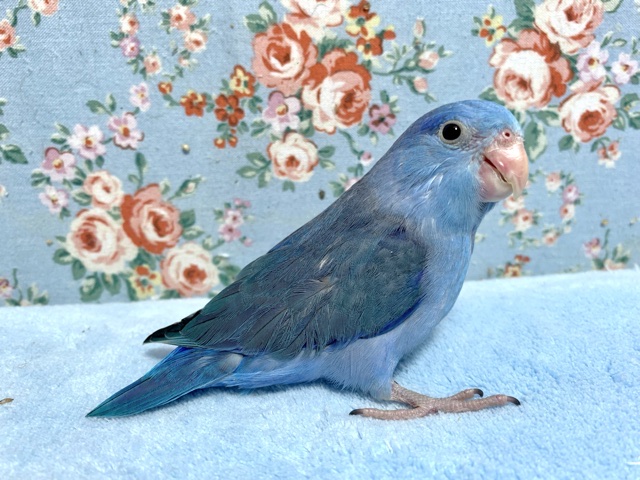 マメルリハ コバルトバイオレット 男の子 1/11