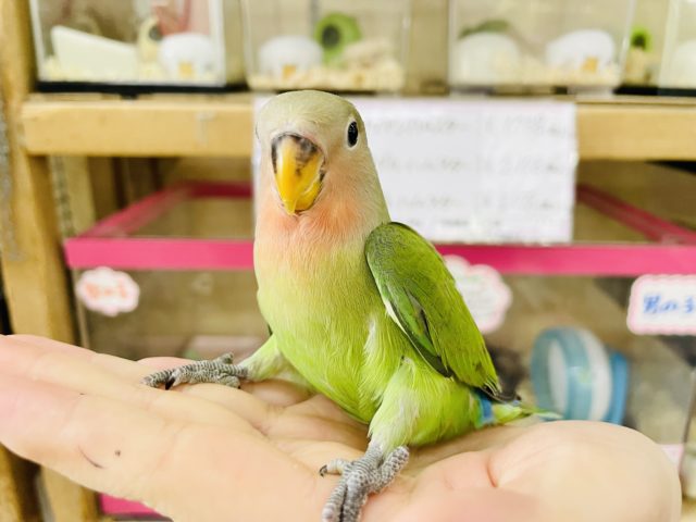 超ホヤホヤ最新画像☆変わらない人気者✨コザクラインコヒナ(ノーマル)