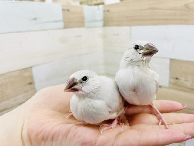 かんわいい♡シルバー文鳥ヒナ！