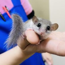 可愛すぎるんです♡♡アフリカヤマネくん！