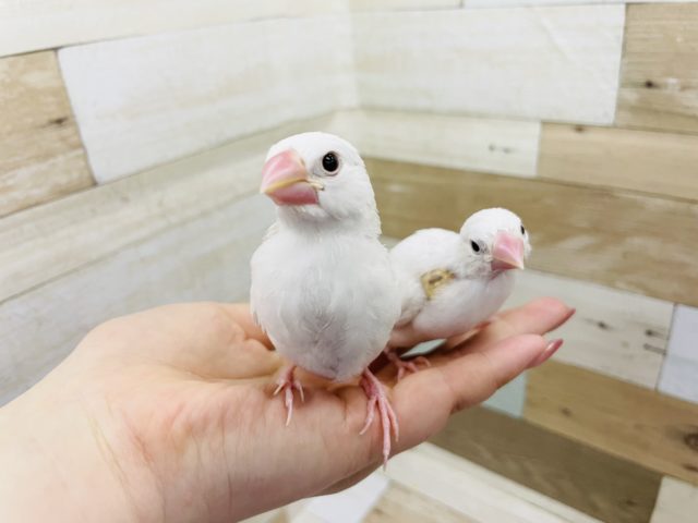 超ホヤホヤ最新画像★ご飯だぁ〜！と飛んでくる♪白文鳥ヒナ！
