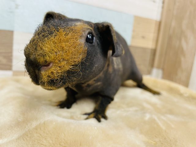 最新画像有り☆お顔の左半分に模様有り！スキニーギニアピッグの男の子！