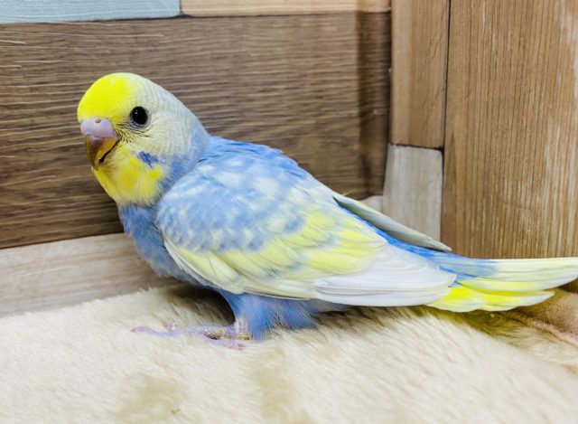 正面からの目つきがカッコいい★セキセイインコパステルレインボースパングル