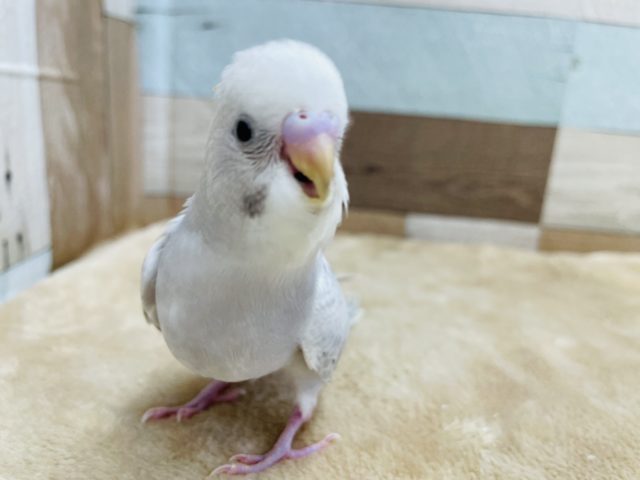落ち着いたカラーのインコさん☆セキセイインコのライラックカラー！