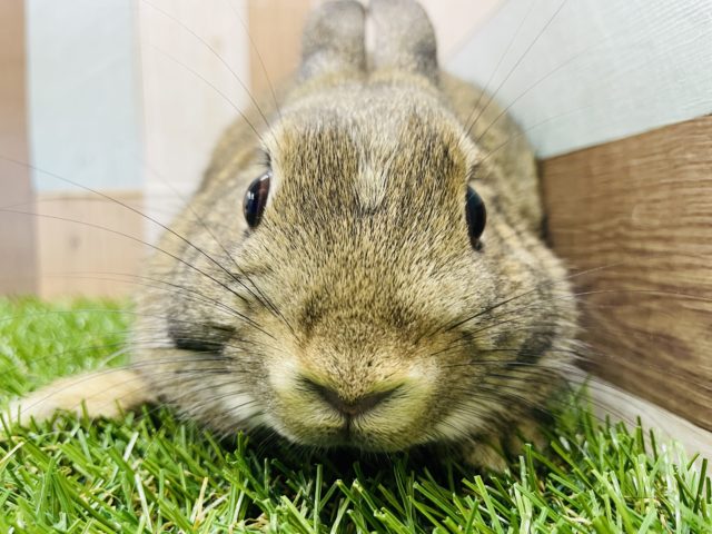 最新画像有り☆まるまる可愛い女の子☆ネザーランドドワーフのチェスナットカラー！