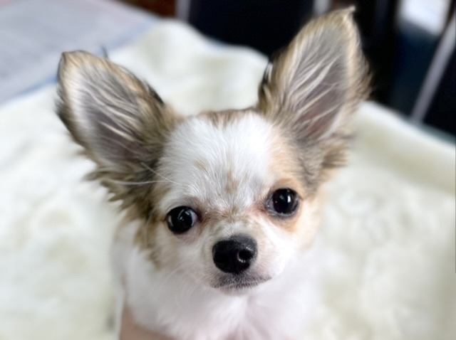 チワワ（ロング）2021年9月3日生まれ　男の子