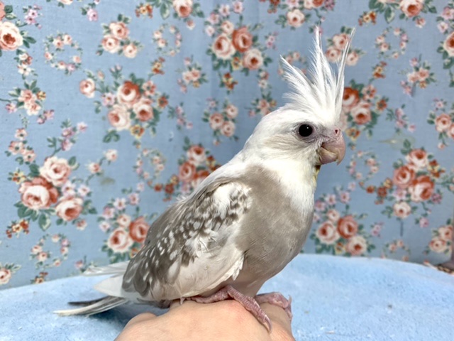 オカメインコ ホワイトフェイスシナモンパールパイド 1/20
