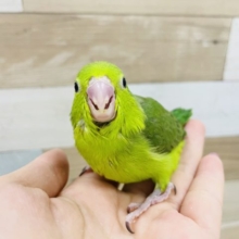 超ホヤホヤ最新画像！ちまっと可愛い♥マメルリハヒナ(ノーマル)