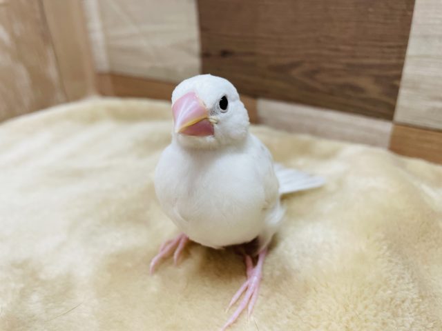 手乗りできます☆白文鳥のヒナ！