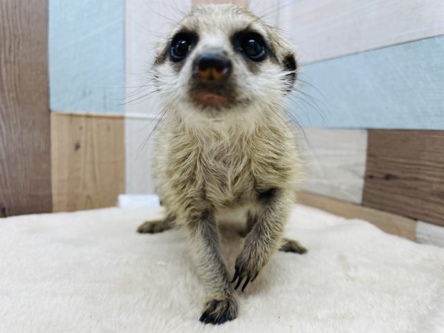 まん丸の可愛いお顔です☆ミーアキャット！