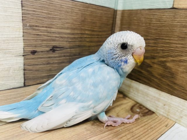 水色×白の無敵カラー！ セキセイインコ スパングル