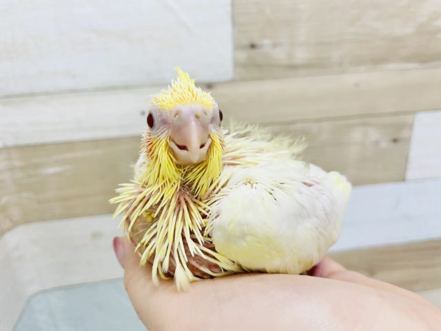 人気のオカメインコヒナ(ルチノー)が来ました✨