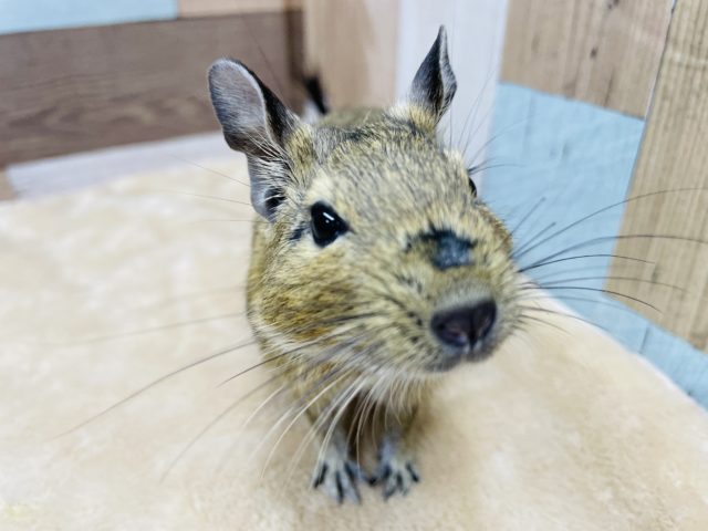 キレイなお顔のイケメンくんです☆デグーのアグーチカラー！