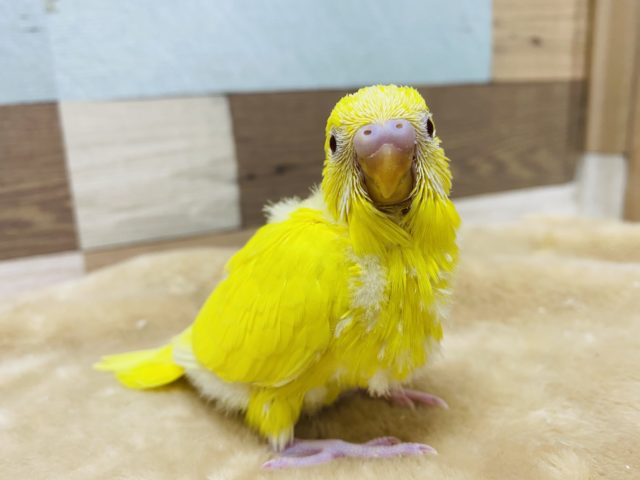 眩しいぐらいのイエローカラー☆セキセイインコルチノー