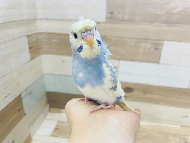 なでなではお好きのよう♡羽衣セキセイインコヒナ(スパングルパイド)