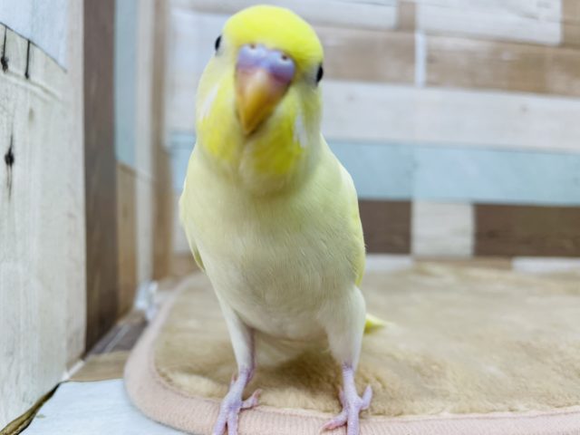 最新画像有り☆優しい色合いのクリームセキセイインコやってきました♪