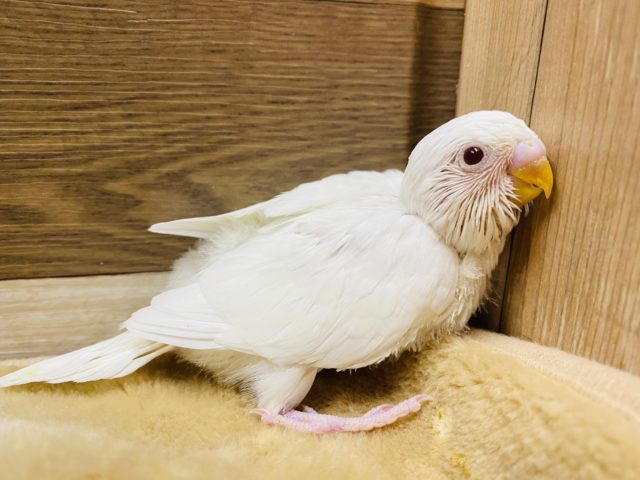 真っ白で上品！セキセイインコアルビノやってきました〜