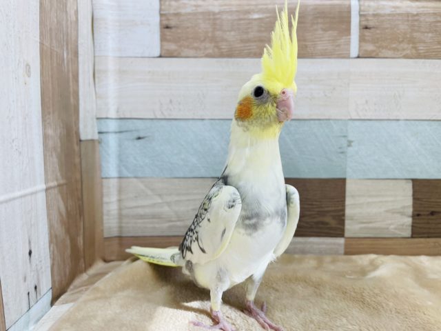 こんなに立派なのにまだヒナなんです☆オカメインコのパールパイドカラー！