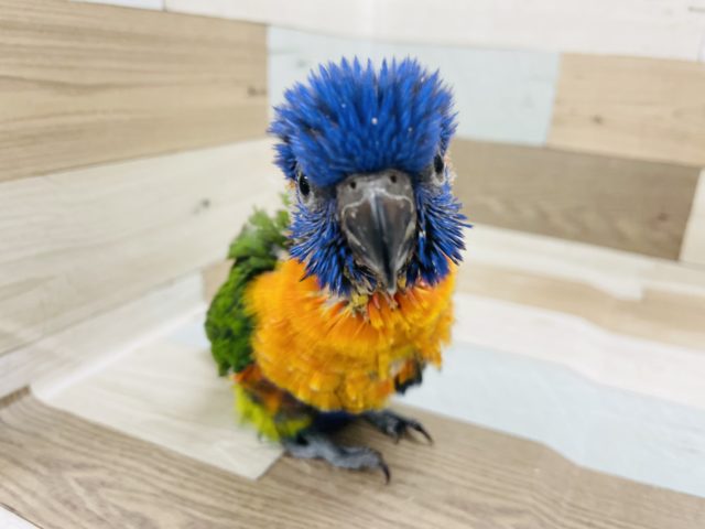 満場一致の可愛さ♥️アカエリゴシキセイガイインコヒナ！