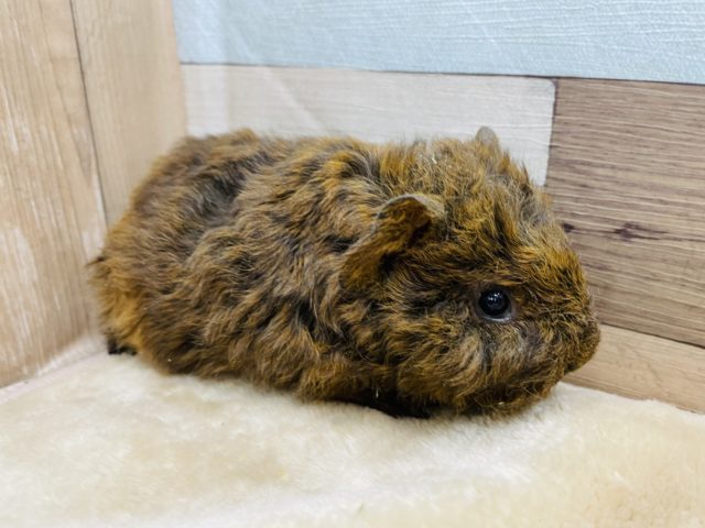 まるでトイプードルのような見た目☆テッセルモルモットの男の子！