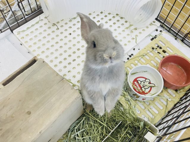 超ホヤホヤ最新画像！世界最大級のウサギがやってきた〜♥️フレミッシュジャイアントくん！